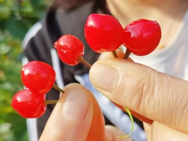 樱桃之乡 甜蜜相约
